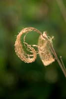 Miscanthus nepalensis