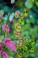 Lunaria annua - honesty developing seedpods