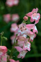 Penstemon 'Fujiyama'