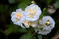 Rambling Rose - Rosa 'Sanders White'