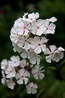 Phlox 'Nirvana'