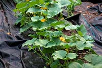 Winter Squash - vegetable garden in July with plants just starting to grow over mypex ground cover used to surpress weeds