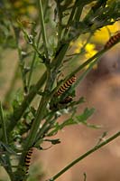 Senecio jacobea - Ragwort is the food plant of the larva of the Cinnibar moth - larvae shown