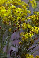 Senecio jacobea - Ragwort is the food plant of the larva of the Cinnibar moth - larvae shown