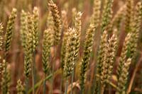 Wheat - Triticum spp ripening in the field