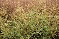 Brassica napus - rape or oilseed rape approaching harvest time