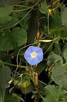 Intercropping Cucumber with Ipomea 'Heavely Blue' - Morning Glory - to provide more shade and improve appearance