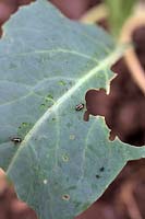 Flea Beetle - Phyllotreta nemorum on young cauliflower plants - note puncture marks on leaf surface