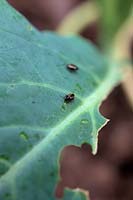 Flea Beetle feeding - note puncture marks on leaf surface - Phyllotreta nemorum on young cauliflower plants