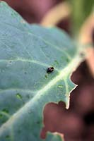 Flea Beetle feeding - note puncture marks on leaf surface - Phyllotreta nemorum on young cauliflower plants