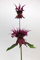 Monarda 'Gewitterwolke' with white background