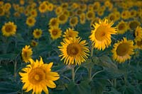 Sunflowers - Helianthus annus - at first light - dawn - sunrise