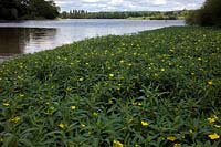 Ludwigia grandiflora the invasive North American water primrose threatening UK. Shown on River Cher, France