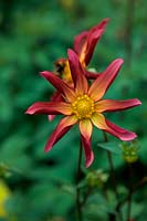 Dahlia 'Tiffany Lynn'