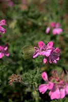 Pelargonium 'Pink Capricorn' with Brimstone Butterfly - Gonepteryx rhamnii