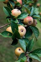 Apple - Malus domestica 'Ashmead's Kernel'