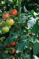 Solanum lycopersicum - Tomato trained up polypropylene strings hanging from above and anchored at base of plant