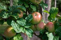 Apple - Malus domestica 'Howgate Wonder'