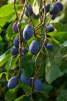 Prunus insititia 'Prune Damson' AGM Shropshire Damsons ready to harvest