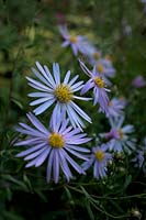 Aster pyrenaeus 'Lutetia'