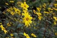 Helianthus microcephalus