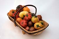 Tomato - Solanum lycopersicum - heritage beefsteak varieties in a trug - pale nearest camera  is 'Longkeeper', red and black below them is 'Paul Robeson', ridged bright red is 'Costoluto Fiorentino', white is 'White Beauty', orange on far end is 'Coeur de