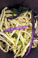 Climbing French Bean Phaseolus vulgaris 'Corona dÂ’Oro' and 'Cosse Violette' - harvested for whole beans to be cooked green