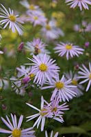 Aster pyrenaeus 'Lutetia'