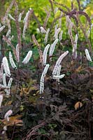 Actaea simplex  - Atropurpurea Group -  'Brunette' AGM with Cornus alba 'Aurea' at rear