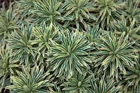 Euphorbia characias 'Tasmanian Tiger'  - PBR -   - v - 