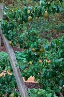 Pear - Pyrus communis 'BeurrÃ© Hardy'  - D -  AGM Espalier trained and grafted on Quince A rootstock - in mid September