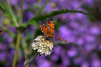 Dipsacus inermis with Comma butterfly - Polygonia c-album