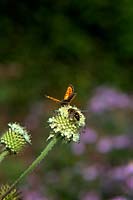 Small copper butterfly - Lycaena phlaeas feeding on Dipsacus inermis