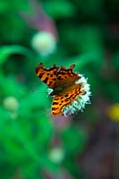 Dipsacus inermis with Comma butterfly - Polygonia c-album