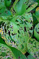 Slug damage on Hosta leaves