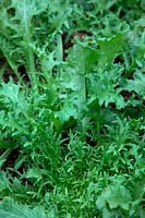 Cichorium endivia L.  - Crispum Group -  'FrisÃ©e Fine de Louviers'