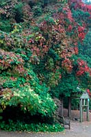 Vitis coignetiae AGM in early October