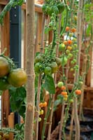 Solanum lycopersicum - Tomatoes late in the season with leaves stripped off to reduce disease and increase ventilation