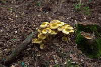 Armillaria - Honey Fungus growing on Alder Buckthorn - Rhamnus frangula syn. Frangula alnus stump which it killed