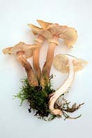 Armillaria - Honey Fungus fruiting bodies - white background