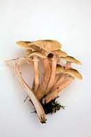 Armillaria - Honey Fungus fruiting bodies - white background