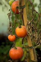 Solanum lycopersicum 'Longkeeper' - left on the vine to ripen - shown early November