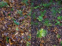 Removal of dead leaves with a leaf blower from around Wallflowers - Erysimum -before and after