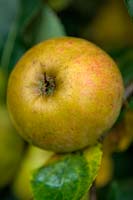 Malus domestica 'Ashmead's Kernel'  - D -  AGM russet eating apple