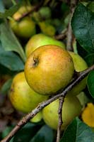 Malus domestica 'Ashmead's Kernel'  - D -  AGM russet eating apple