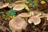 Clitocybe nebularis - Clouded Agaric growing in leaf litter under shrubs