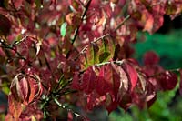 Euonymus alatus 'Rudy Haag'