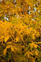 Carya ovata - autumn colour