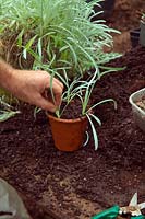 Taking cuttings of Gazania 'Bicton Orange' in autumn - inserting cuttings around the edge of a clay terracotta pot