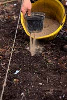 Applying organic fertilizer using old pots to control the flow of Blood Fish and Bone meal - applying to planted Garlic - Allium sativum